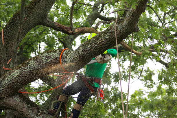 Best Weed Control  in Ricardo, TX